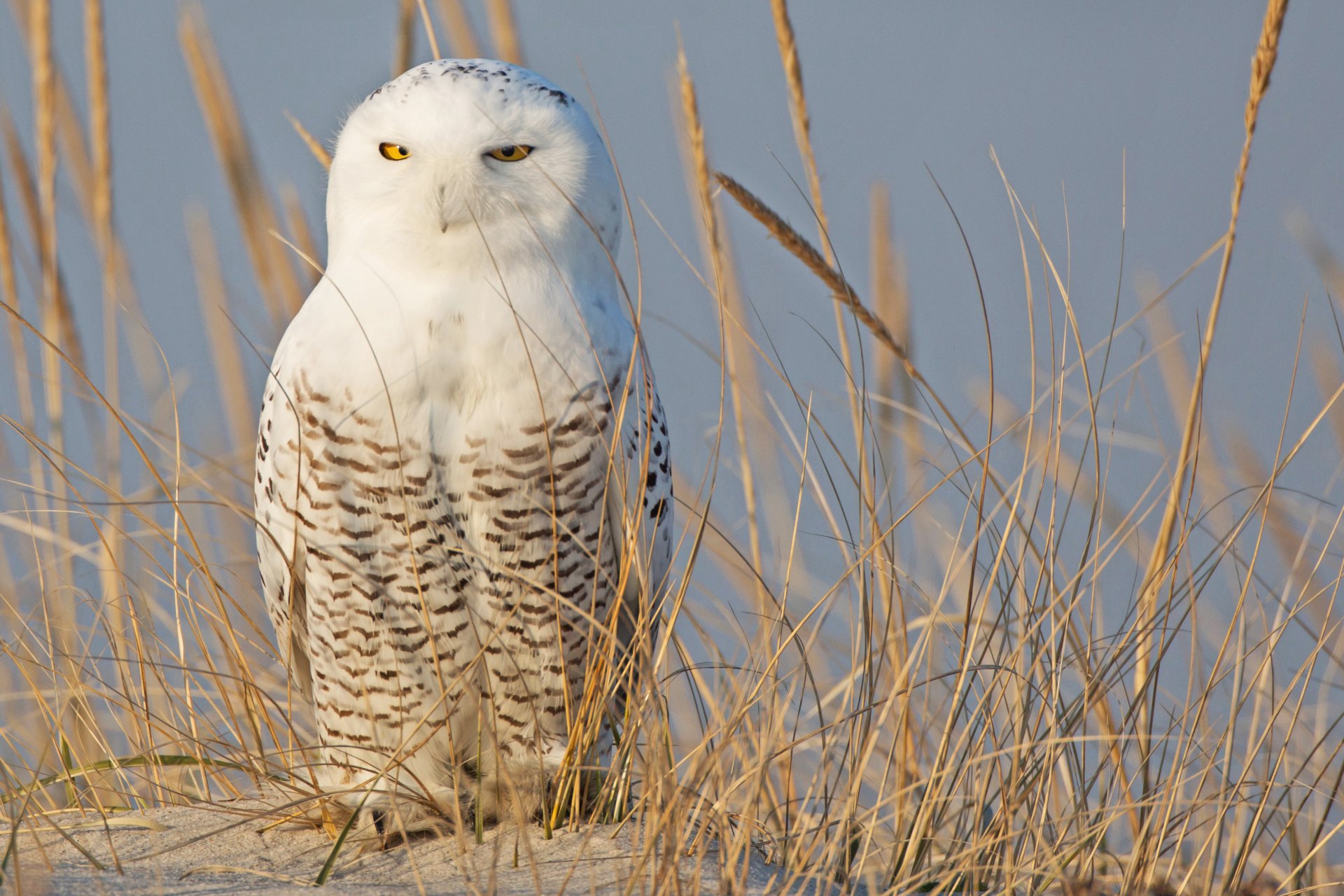 arena hierba espiguillas pájaro búho blanco polar