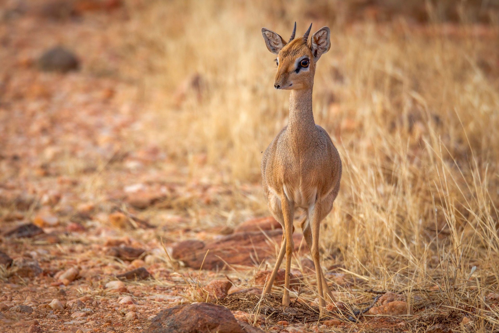 antilope fauna selvatica vigilanza