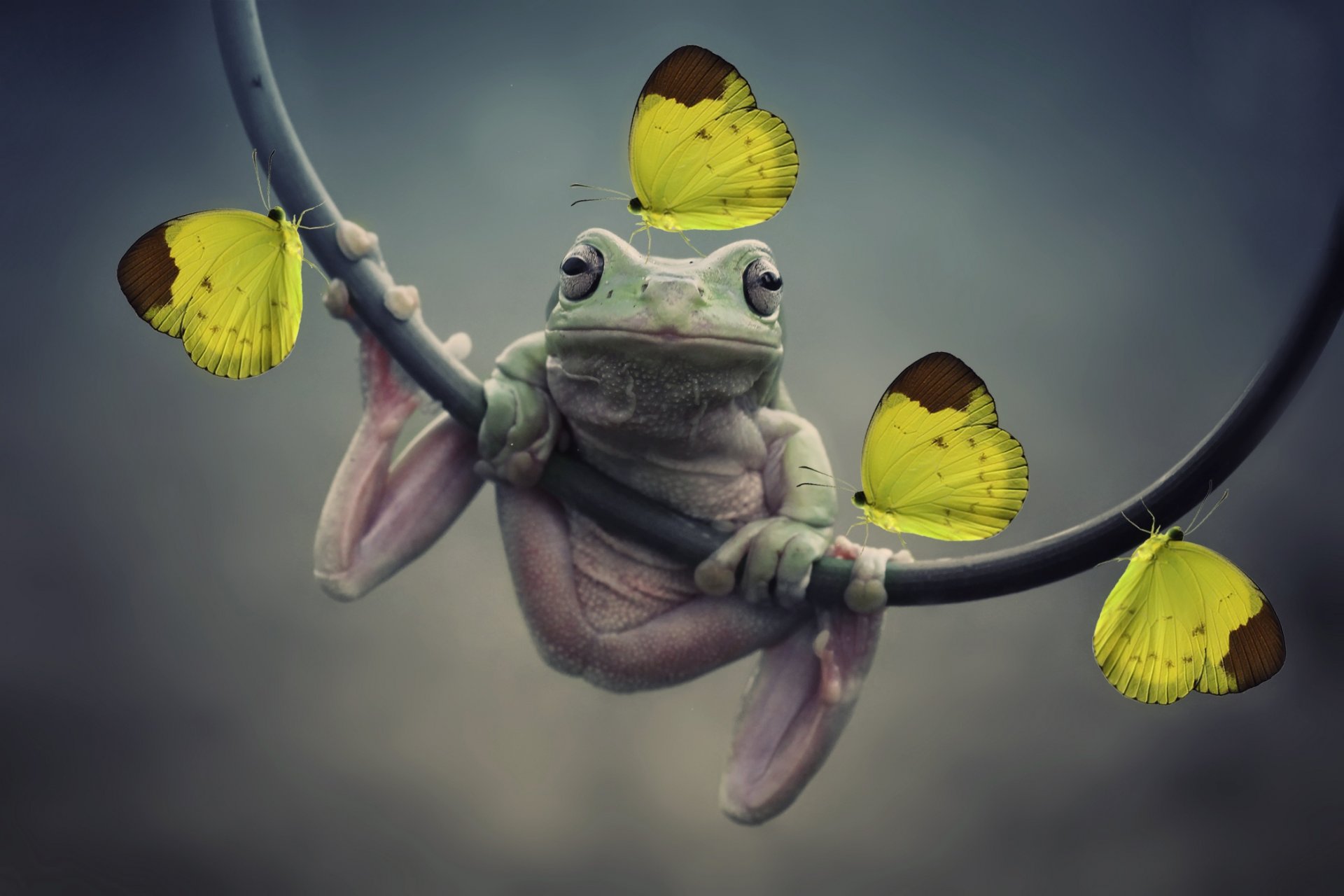 frog butterfly photoshop