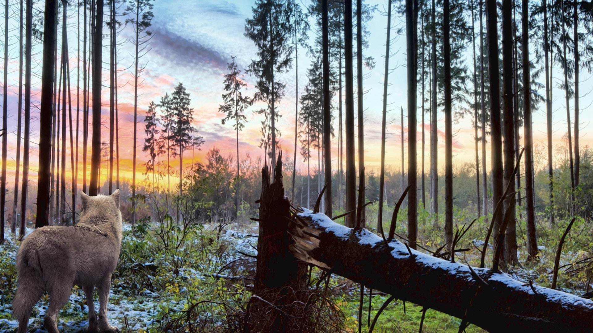 wolf predator nature forest tree branches white sky landscape