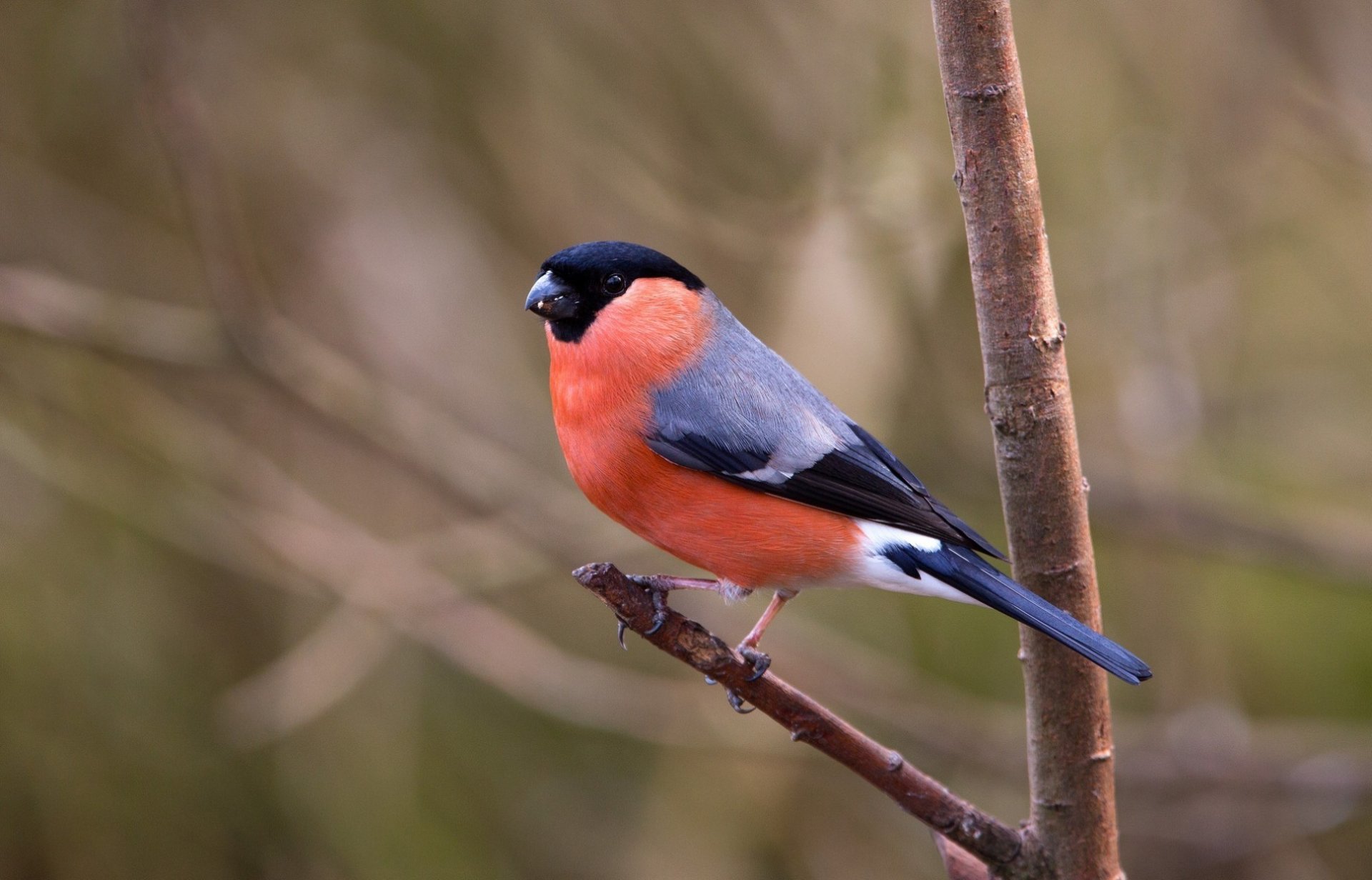 bullfinch poultry branch