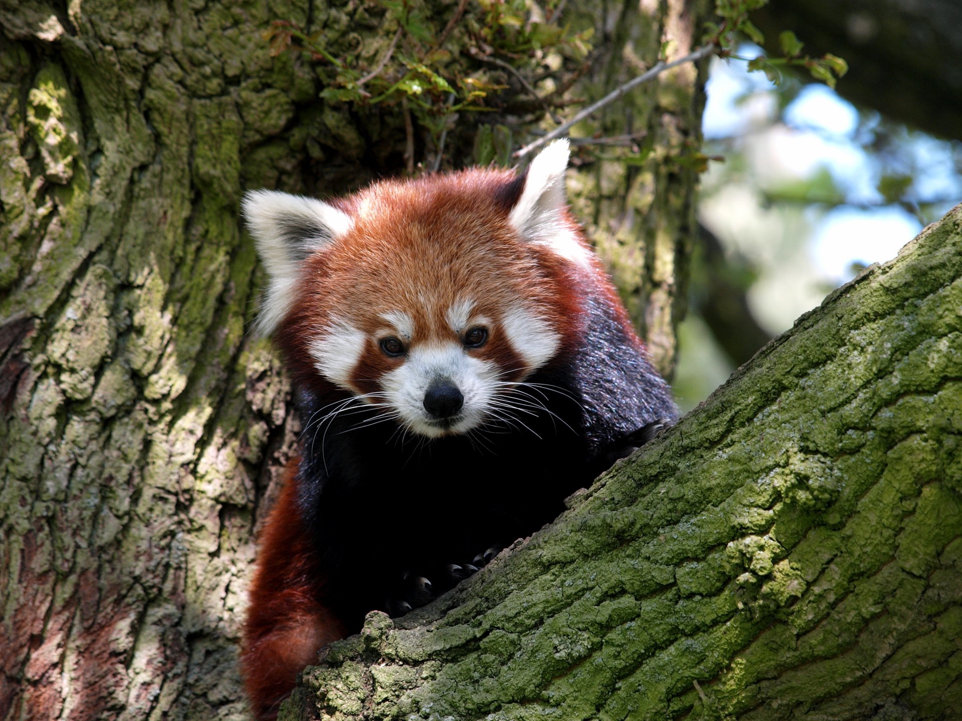 czerwone pandy czerwona panda zwierzę ssak drzewo rozmycie