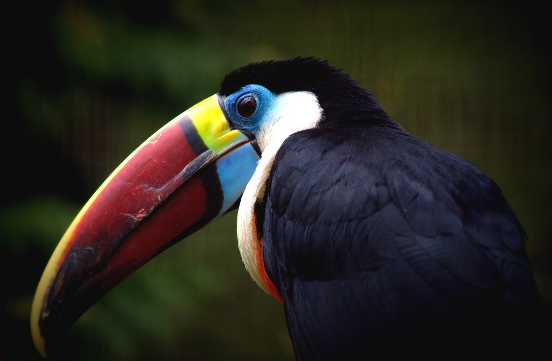 tukan schnabel vogel