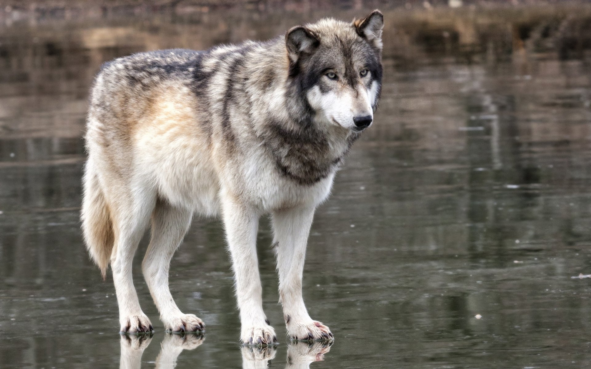 wolf raubtier blick