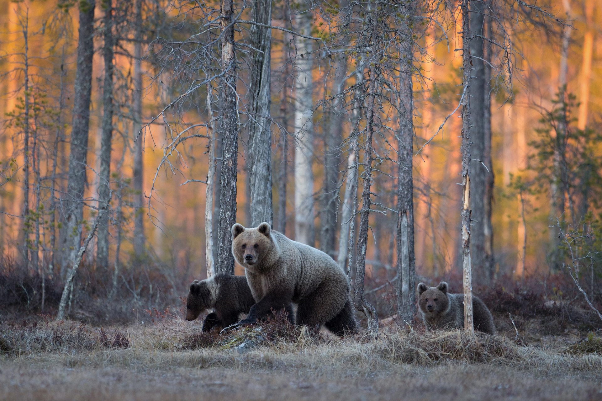 ours forêt faune