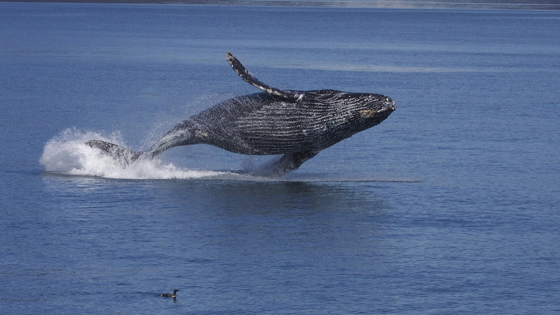 humpback whale gorbachev long-armed whale cairo poultry alaska ocean water