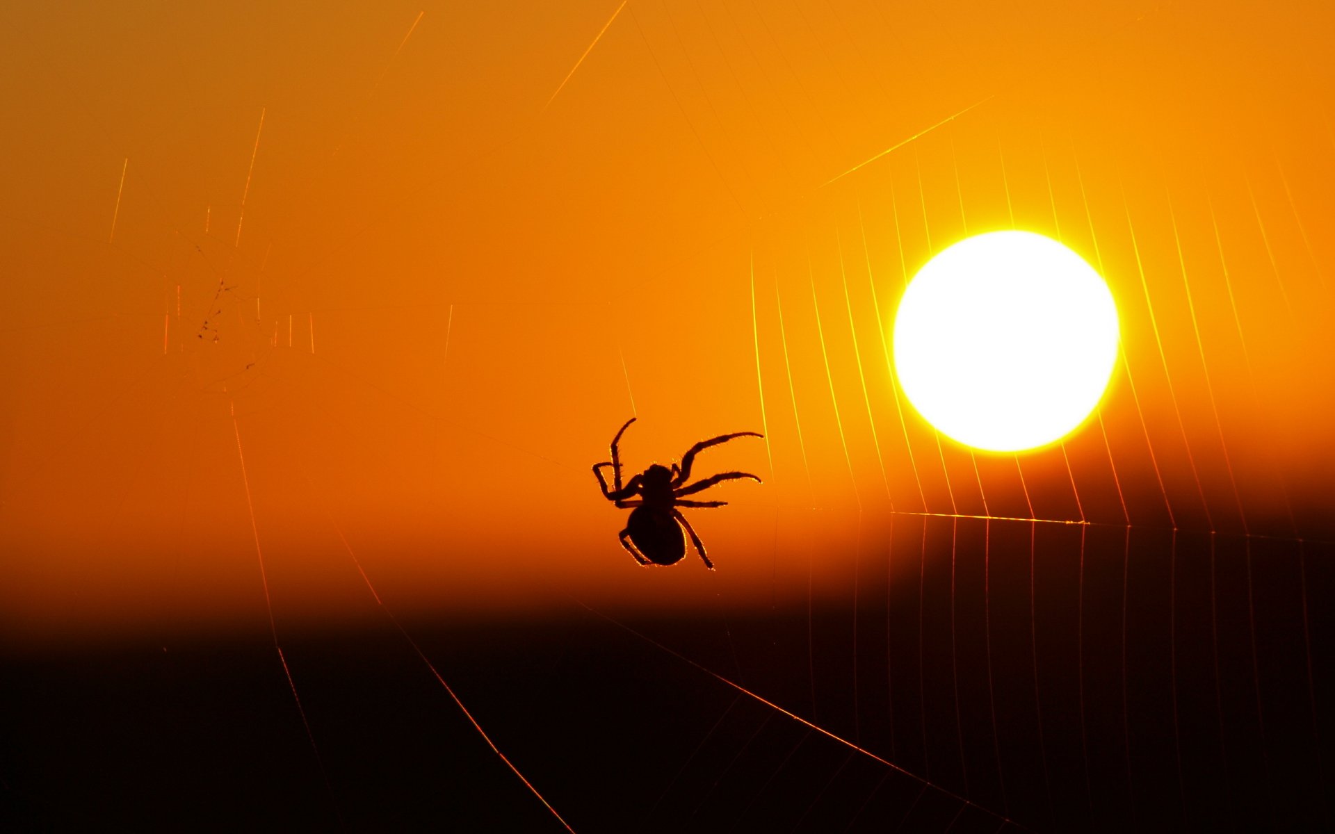 araña telaraña luz