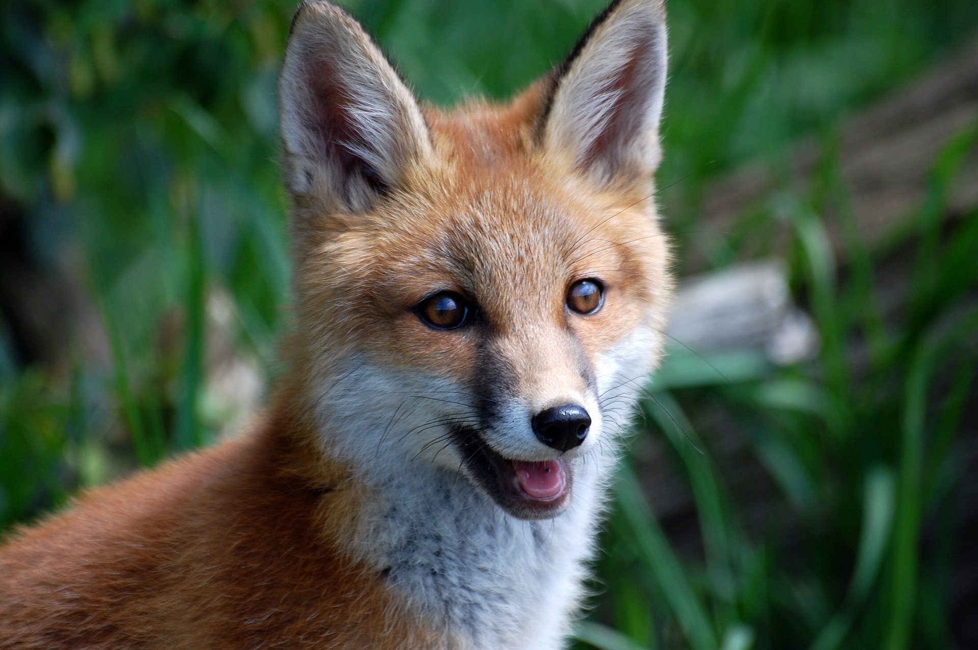 fuchs rotschopf schnauze