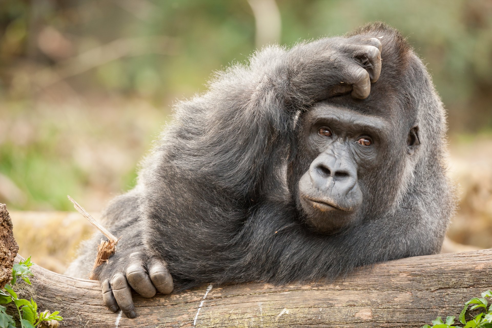 monkey view thoughtful