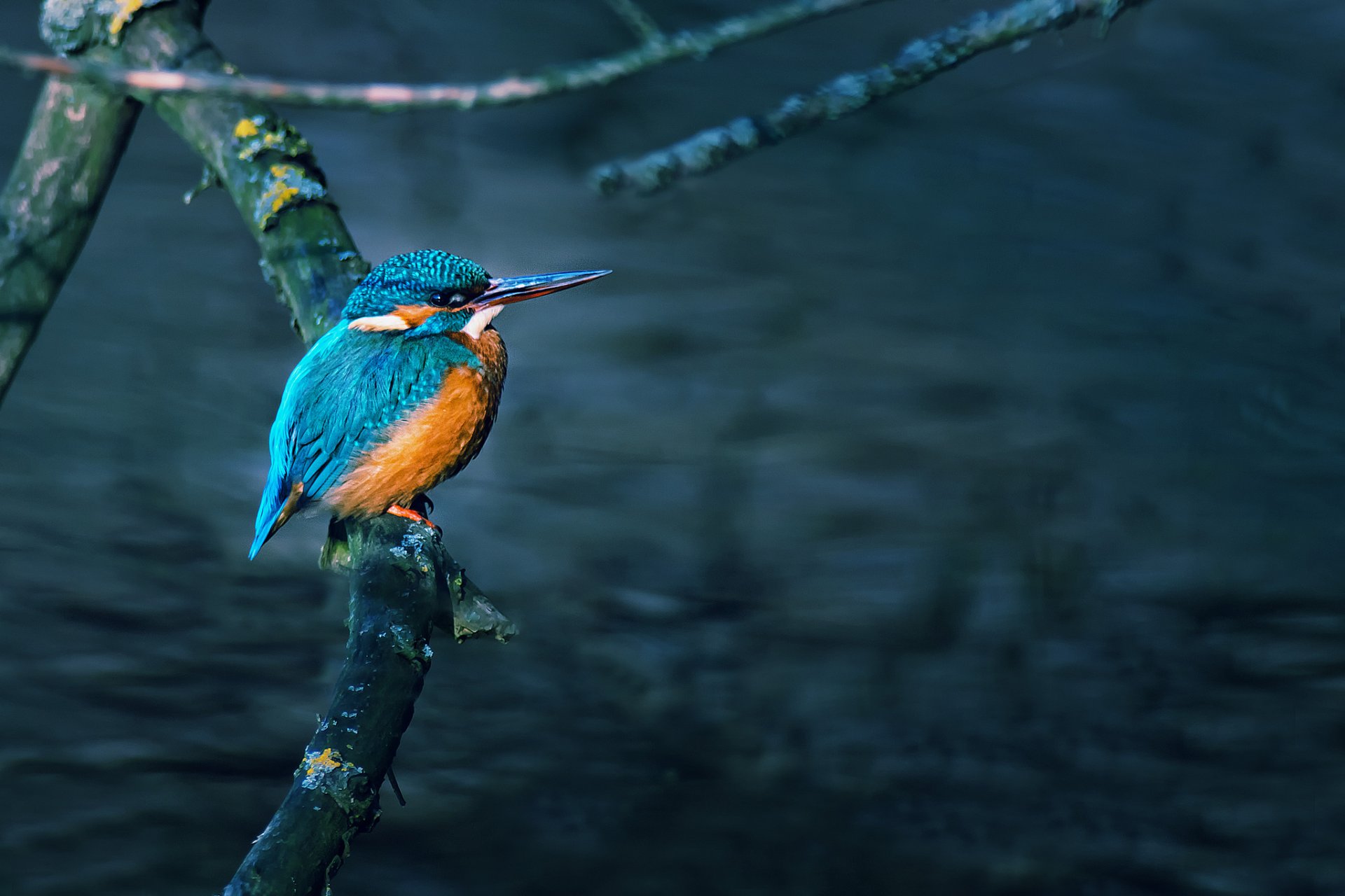 baum zweig wasser vogel eisvogel