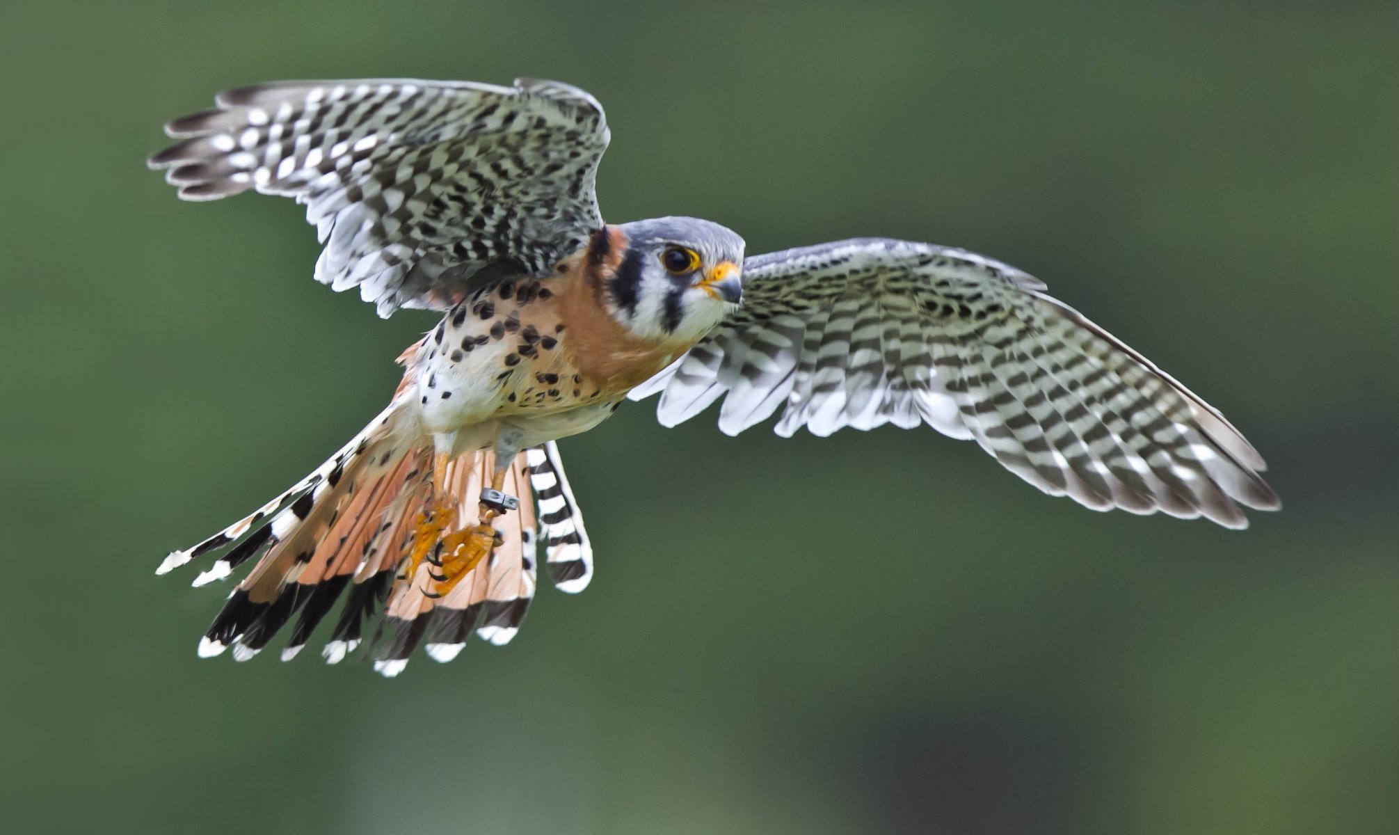 vogel fliegen flügel falke spatzen-turmfalke