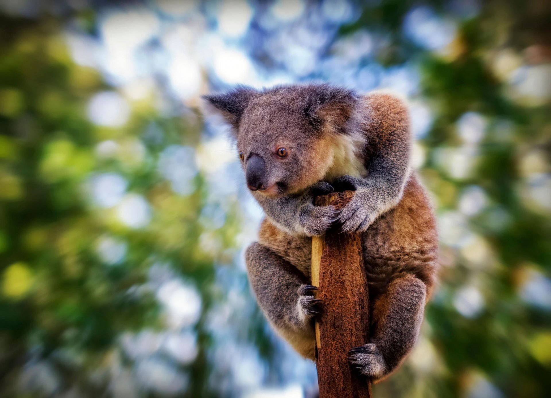 koala vista sfocatura