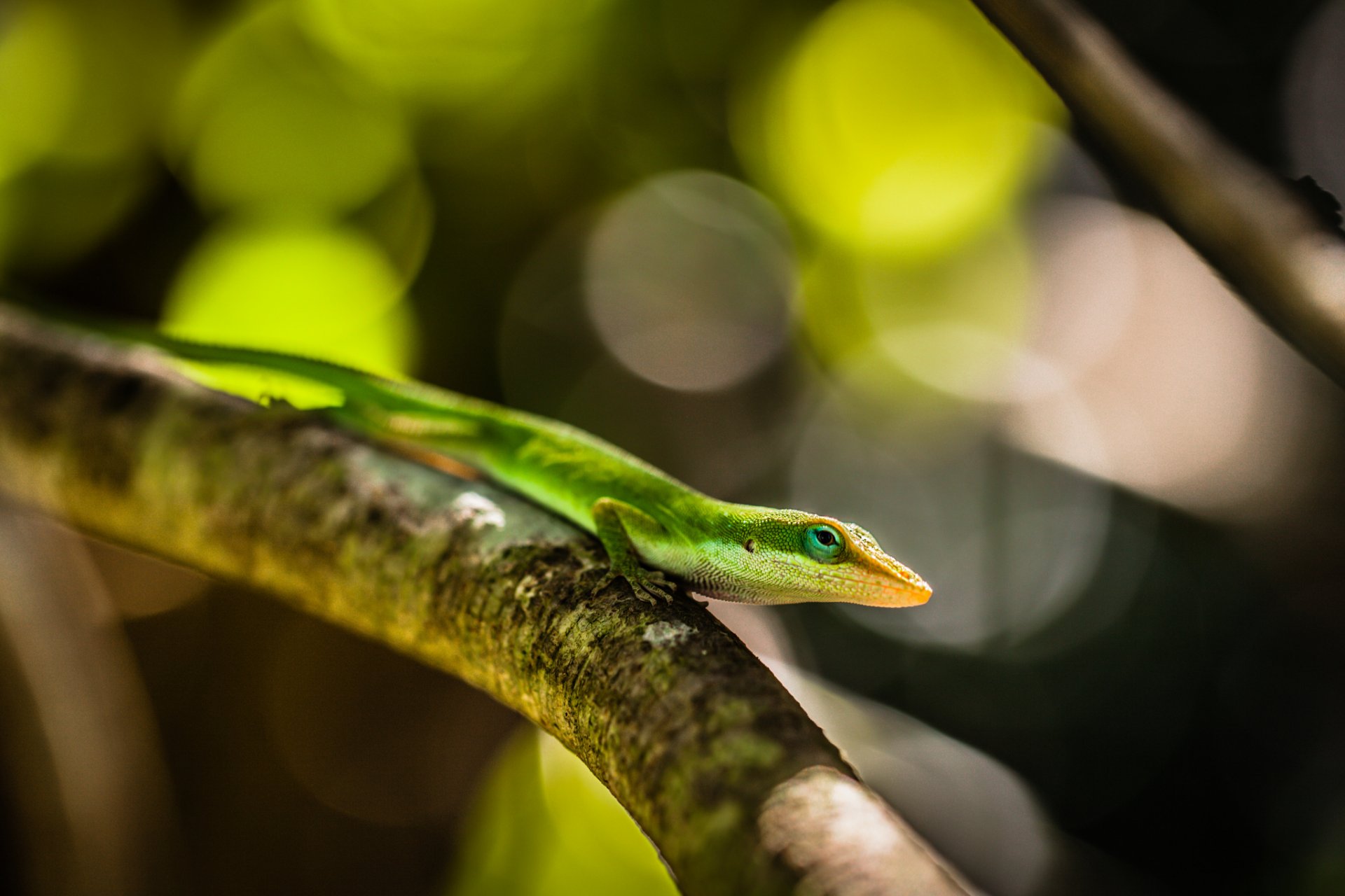 lézard vert macro branche