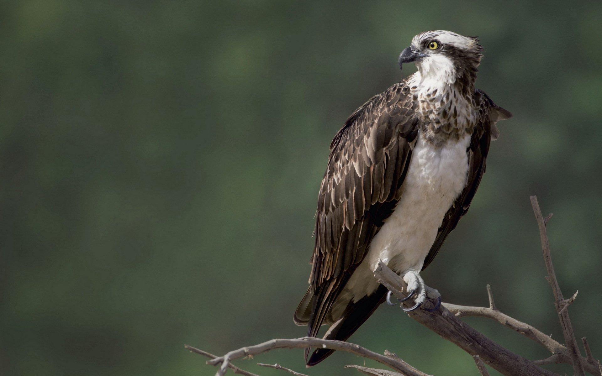 fischadler vogel natur falke