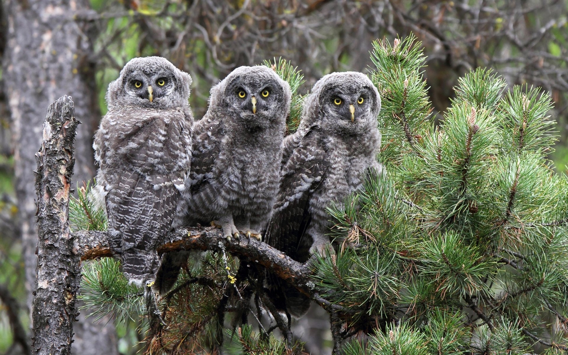 great gray owl owl birds pine branch trinity trio