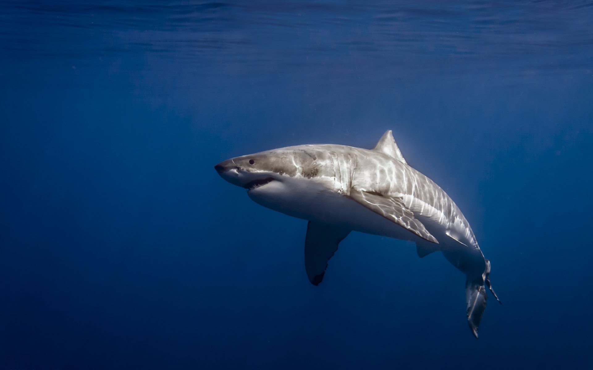 großer weißer hai carcharodon carcharias isla de guadalupe mexiko