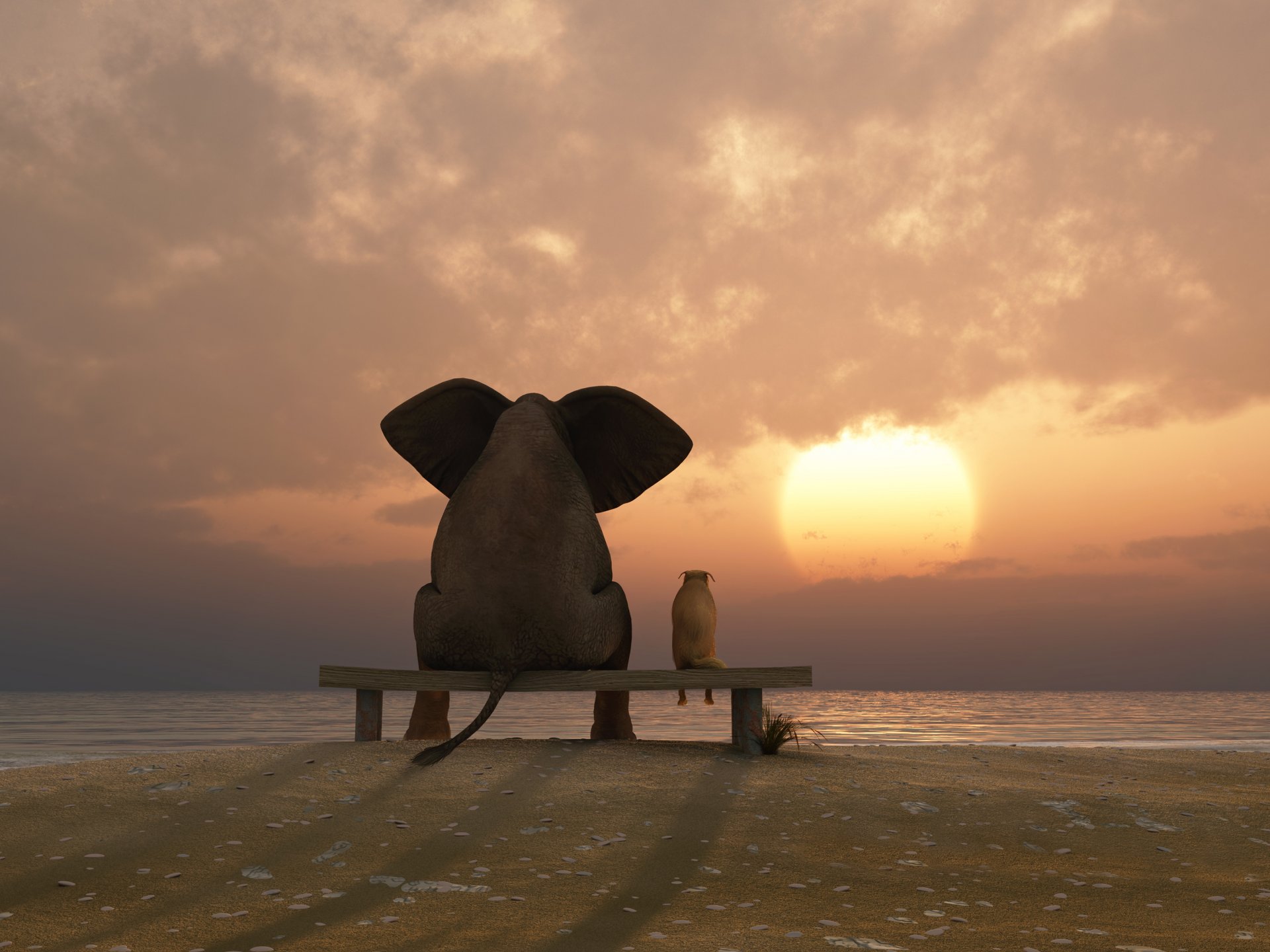 elephant dog sunset