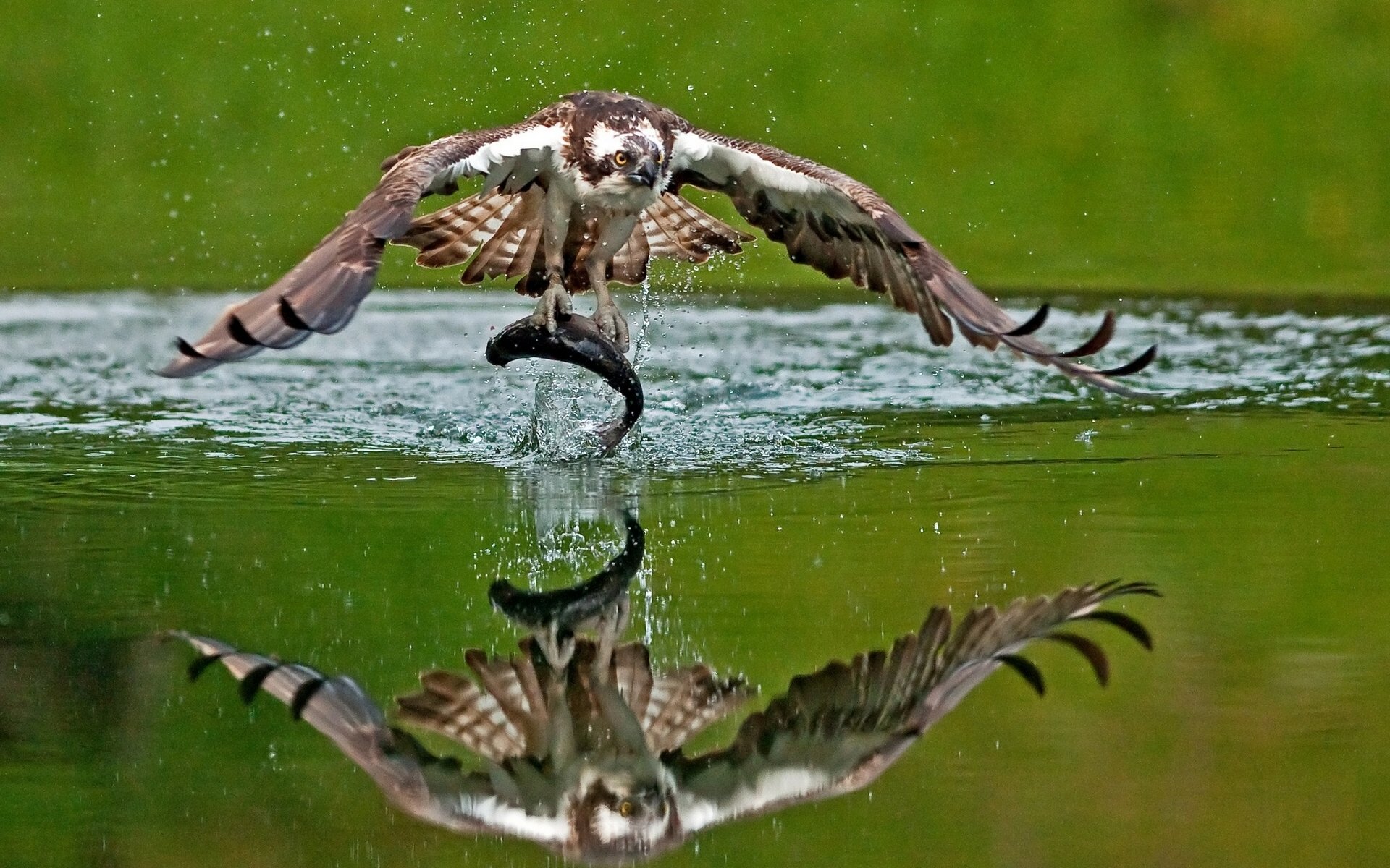 falco pescatore uccello pesce preda cattura riflessione acqua