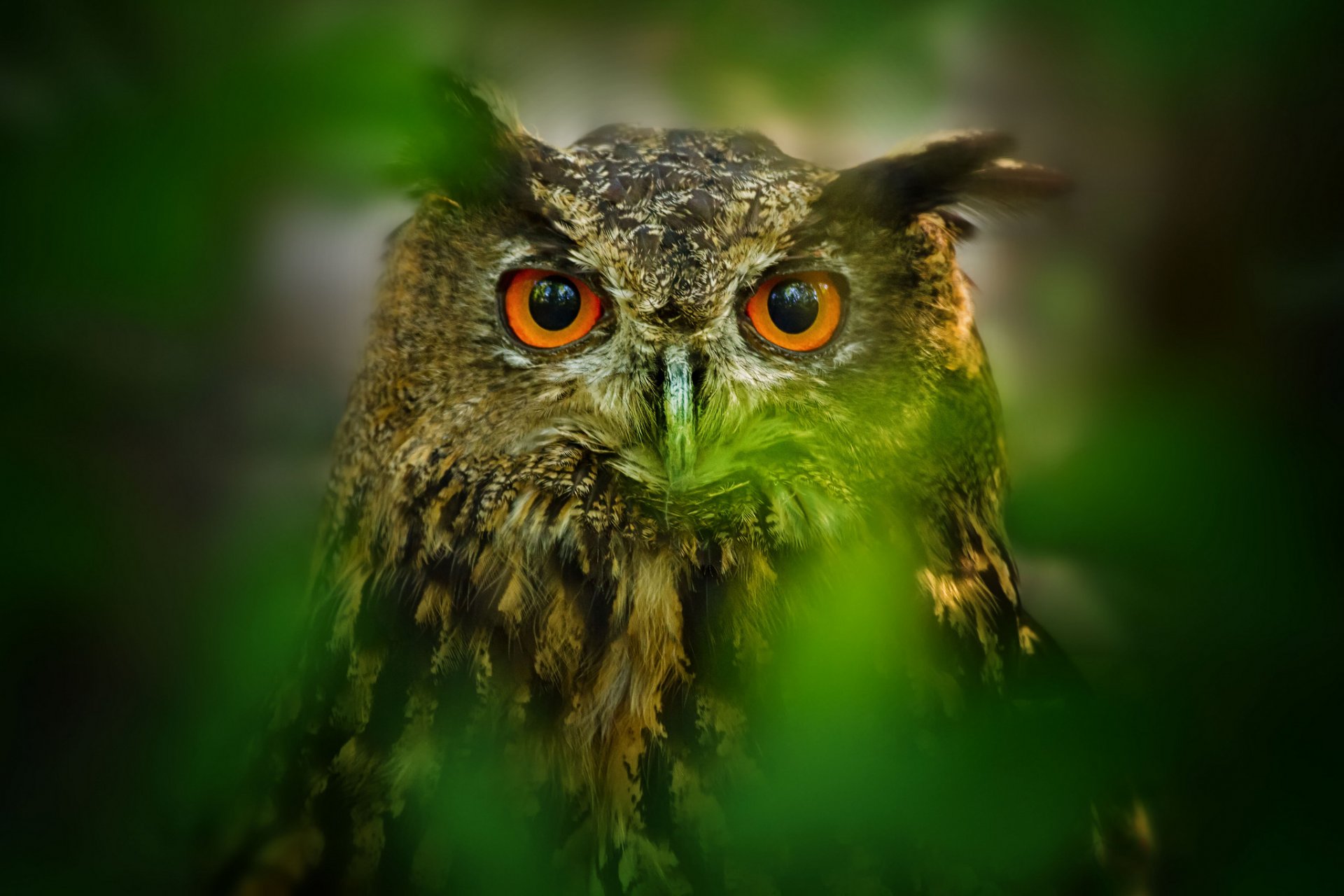 blätter unschärfe vogel eule augen