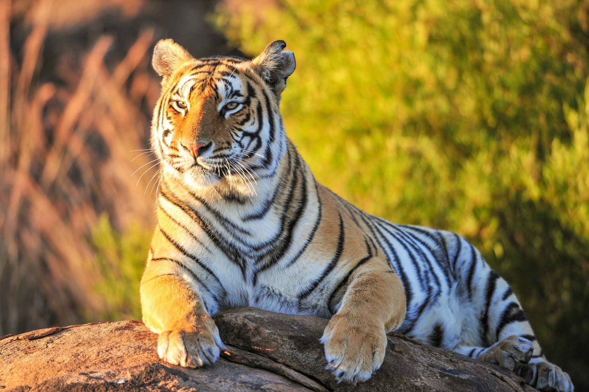 tigre bête vue verdure