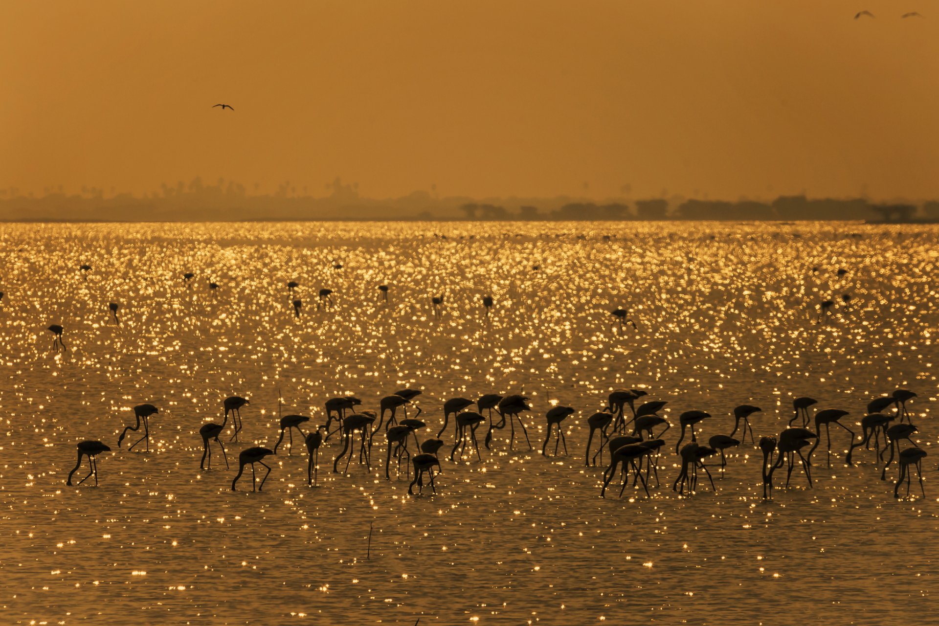 indien see pulikat vögel flamingos gold ernte-flamingos mahesh im bild