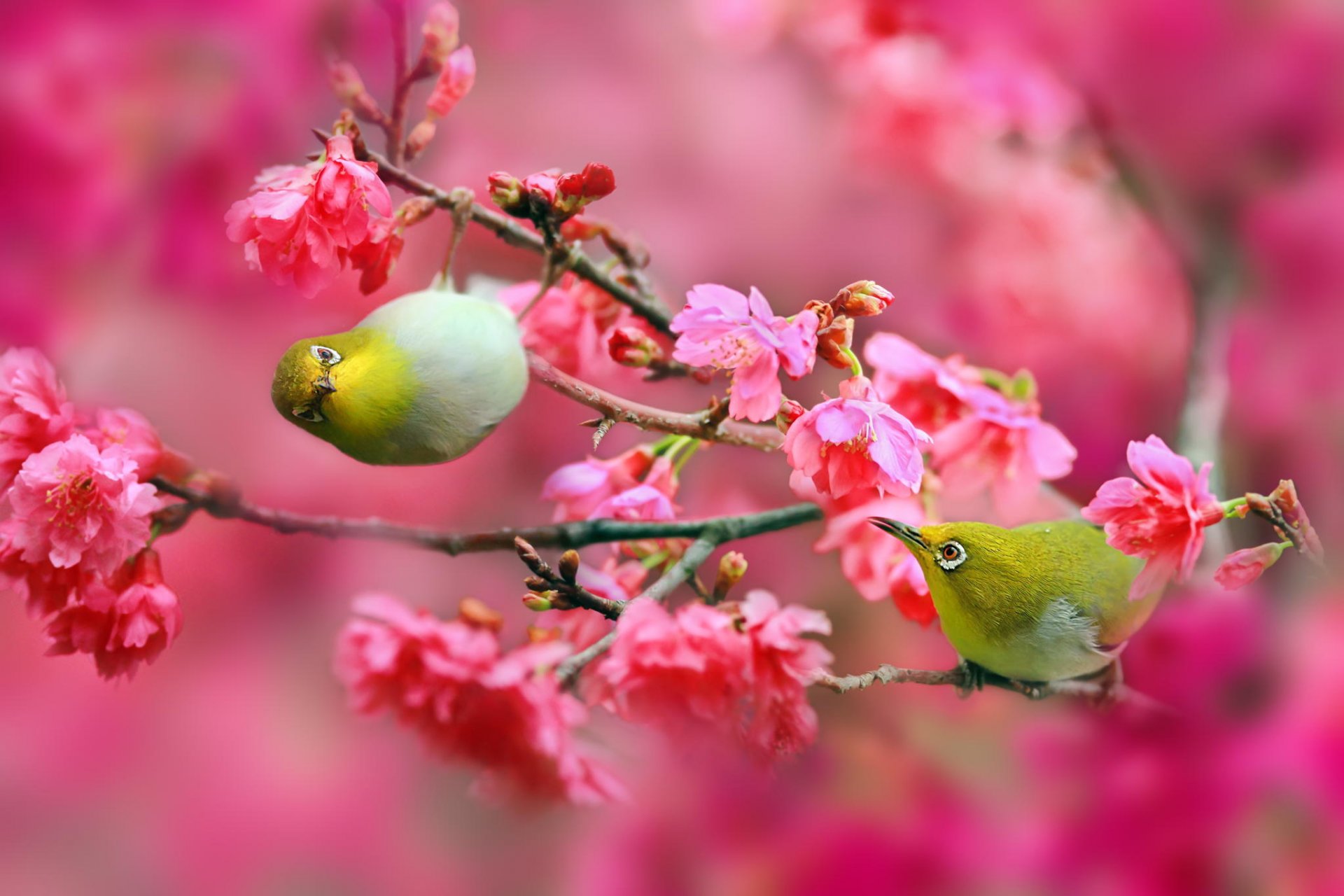 uccelli occhi bianchi giapponesi sakura ciliegia fiori rosa rami natura