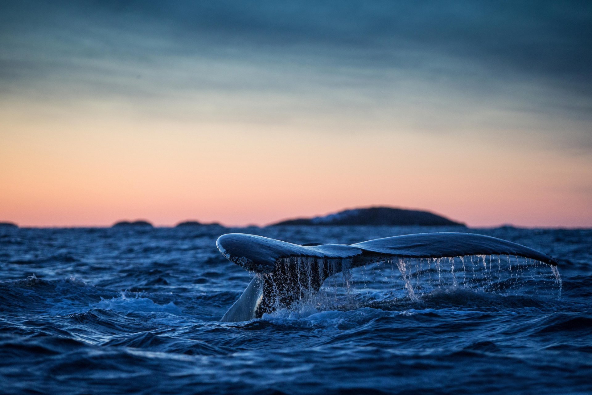 ballena jorobada cola océano atlántico