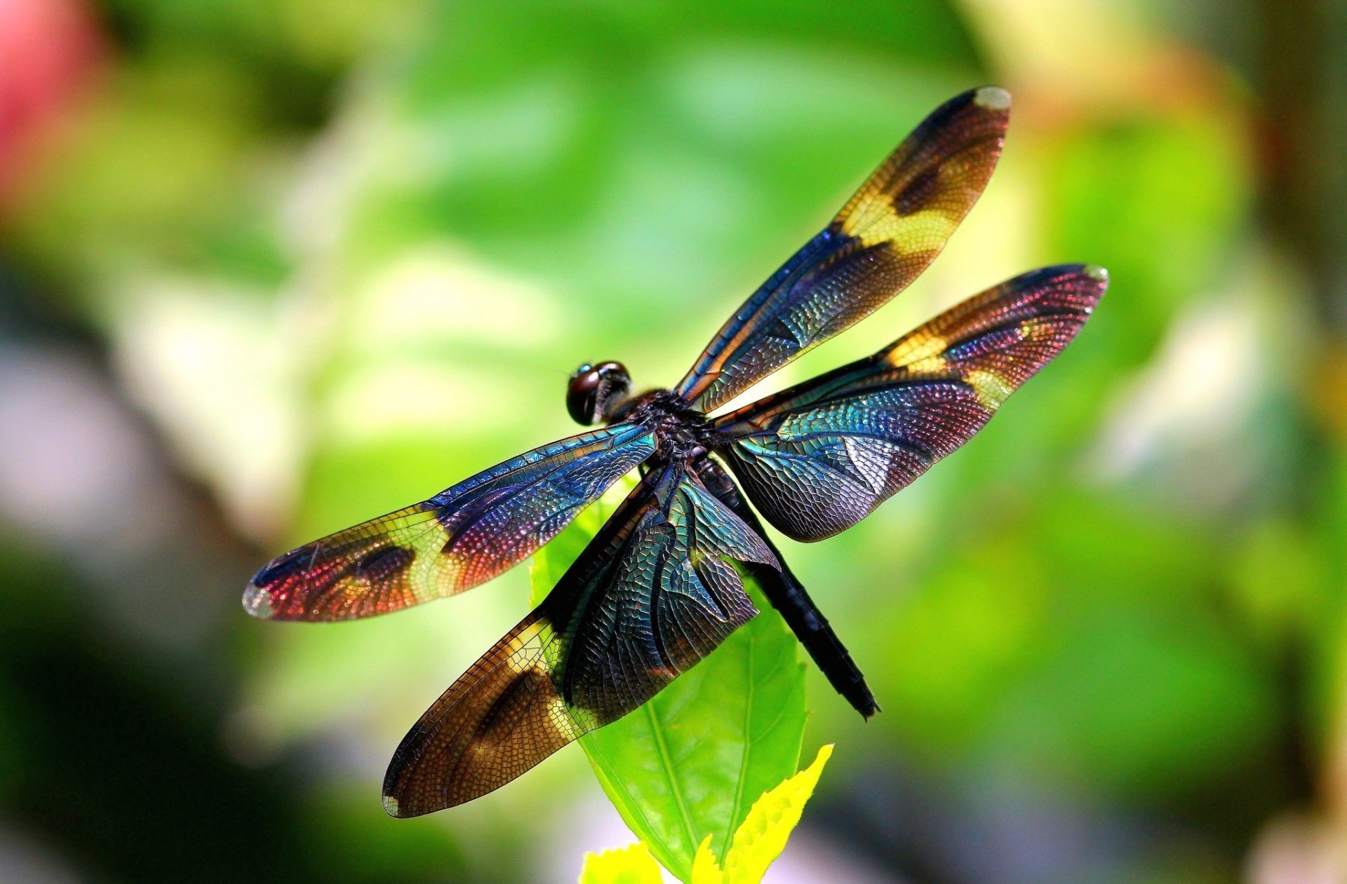 dragonfly insect wings wing