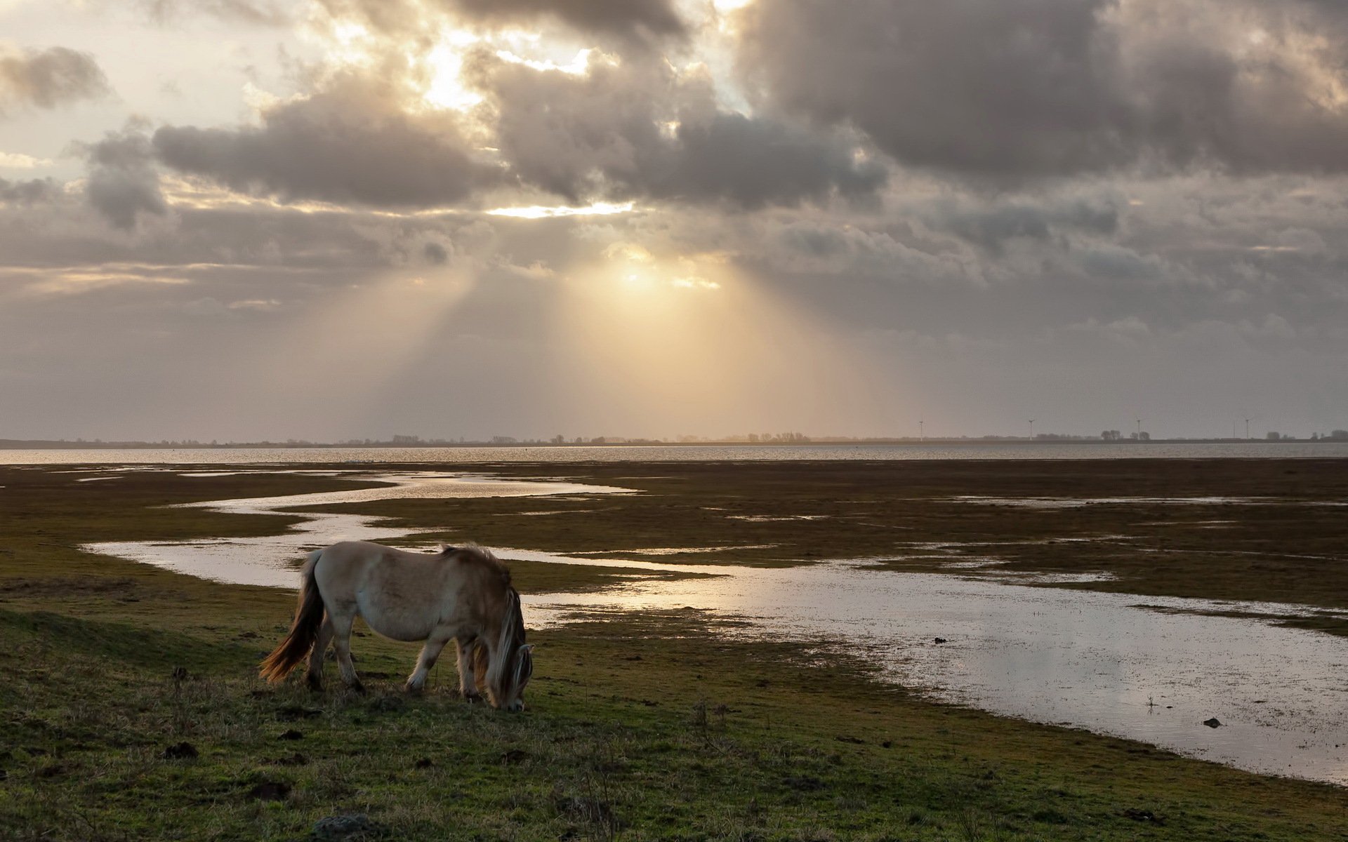 koń pole promienie natura