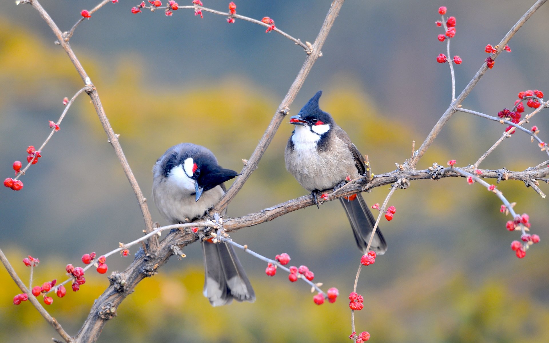 jardin arbre branches oiseaux baies chine nanhaizi park beijing