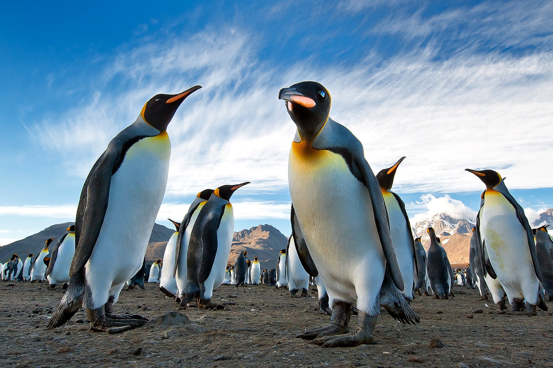 pingüinos real colonia antártida georgia del sur tierra montañas cielo