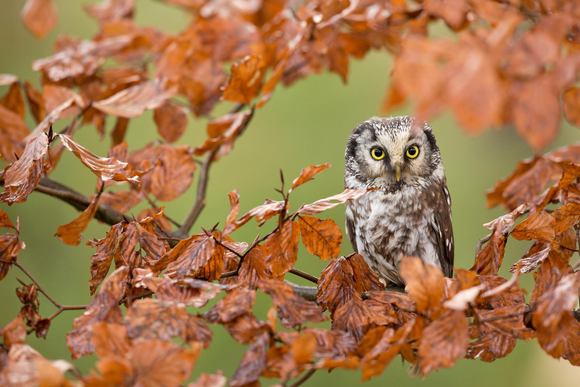 hibou oiseau branches feuilles forêt automne