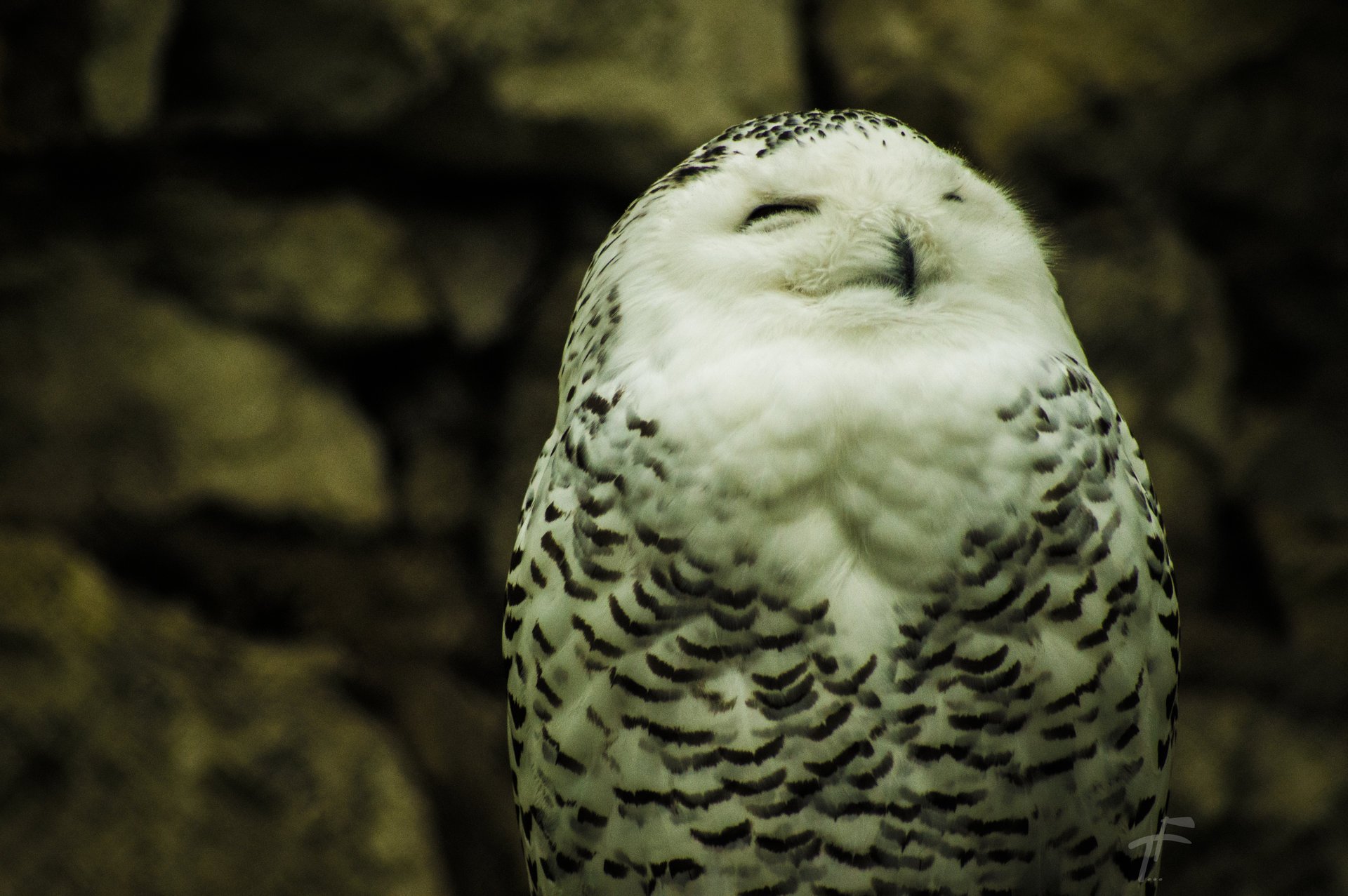 hibou polaire blanc nature yeux. plumes papier peint blanc tf