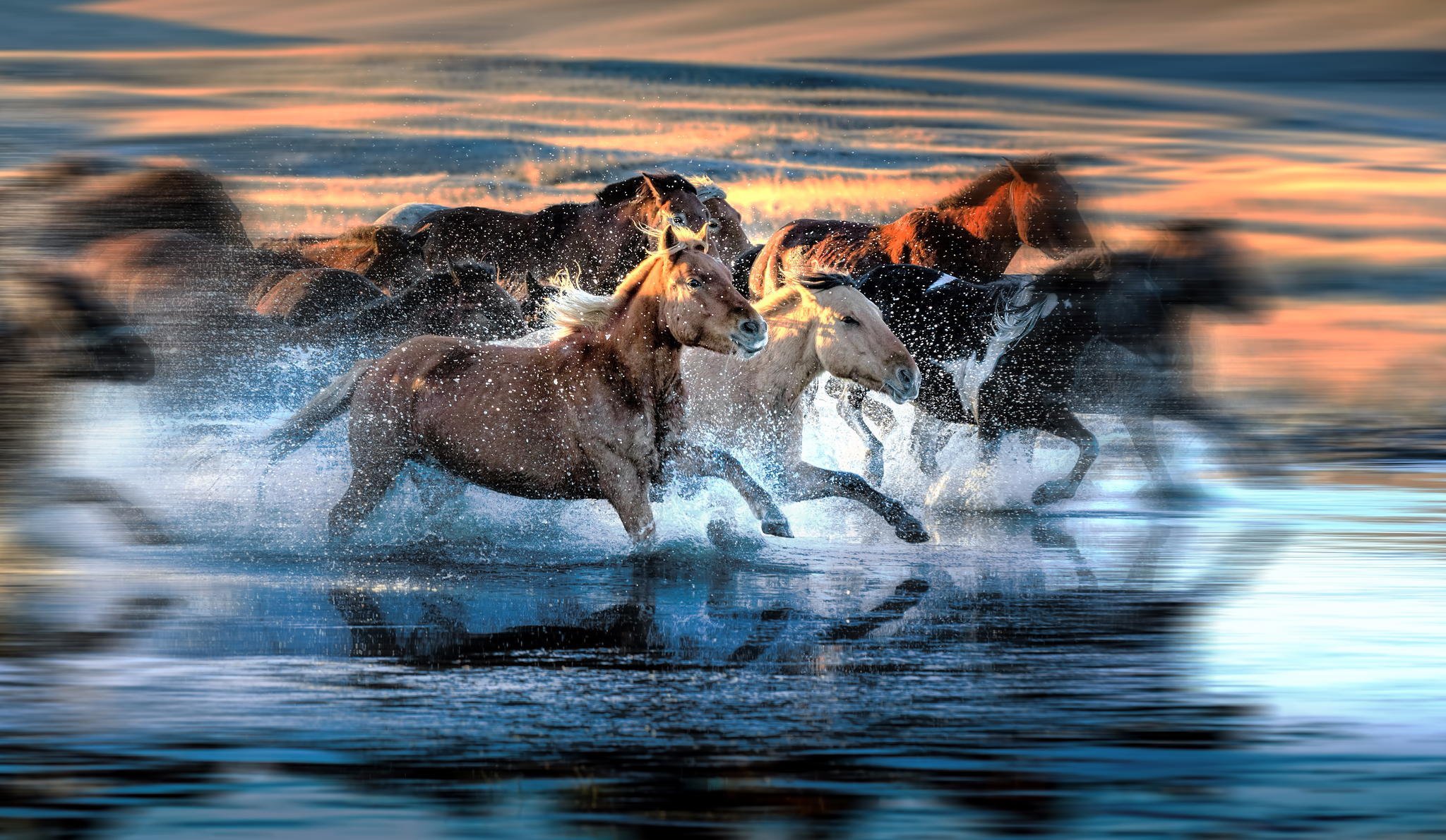 horse herd running spray blur