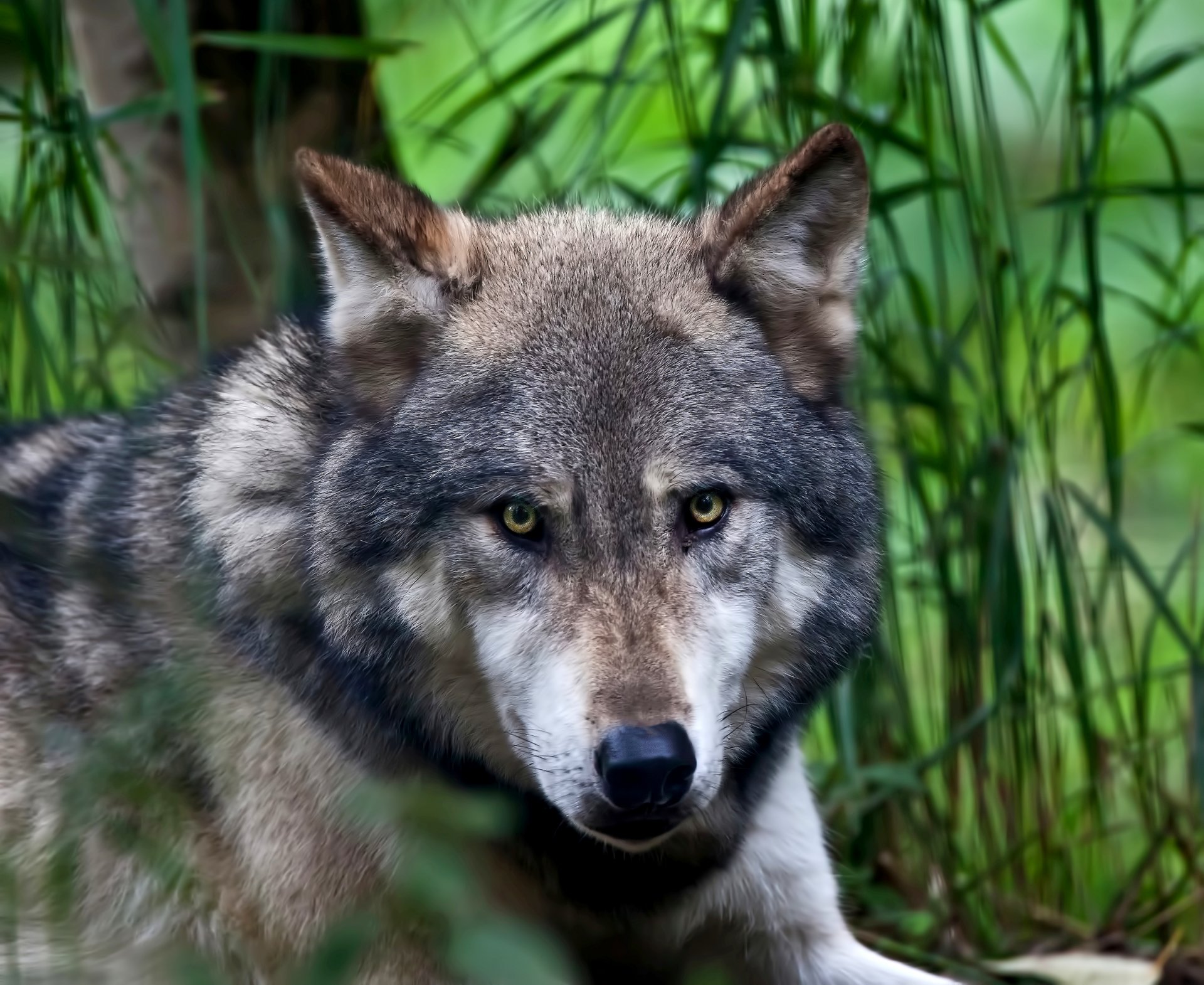 lupo predatore muso occhi vista natura sfondo