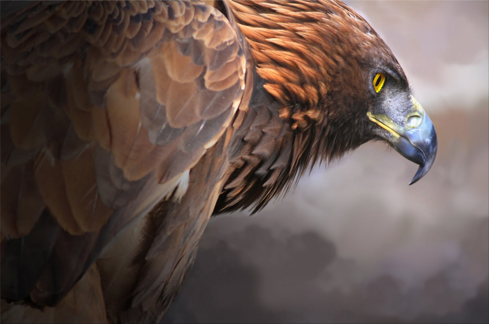 aquila reale uccello predatore becco