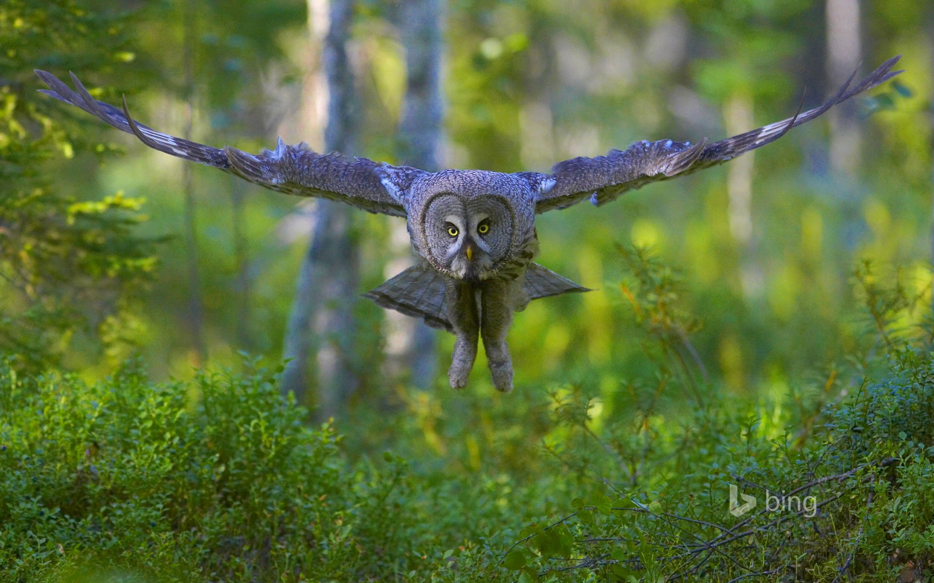 great gray owl poultry wings flight forest