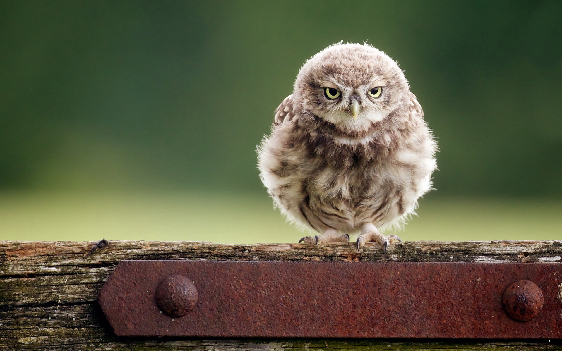 poultry owl nature