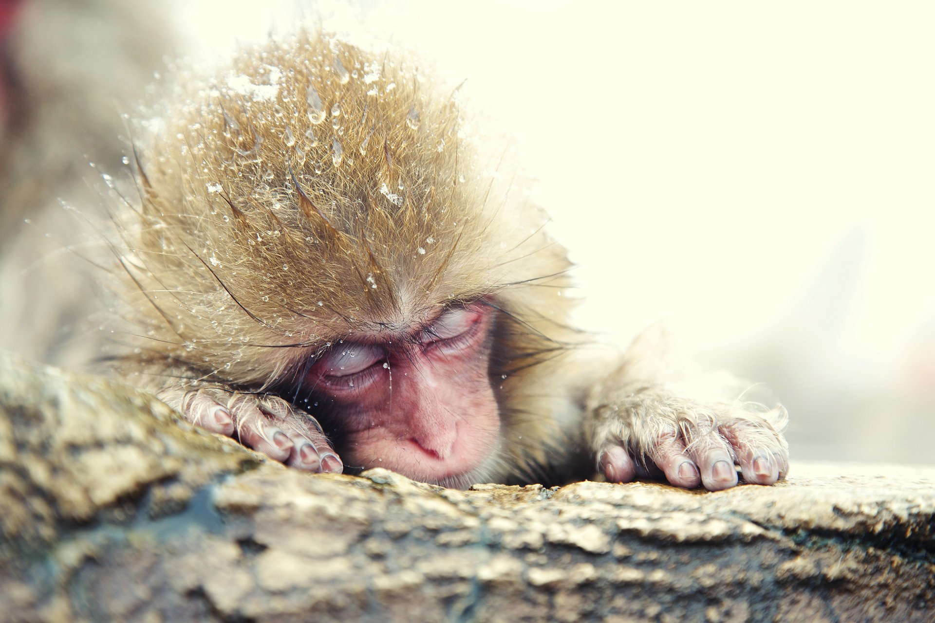 japanese macaques snow monkey winter japan