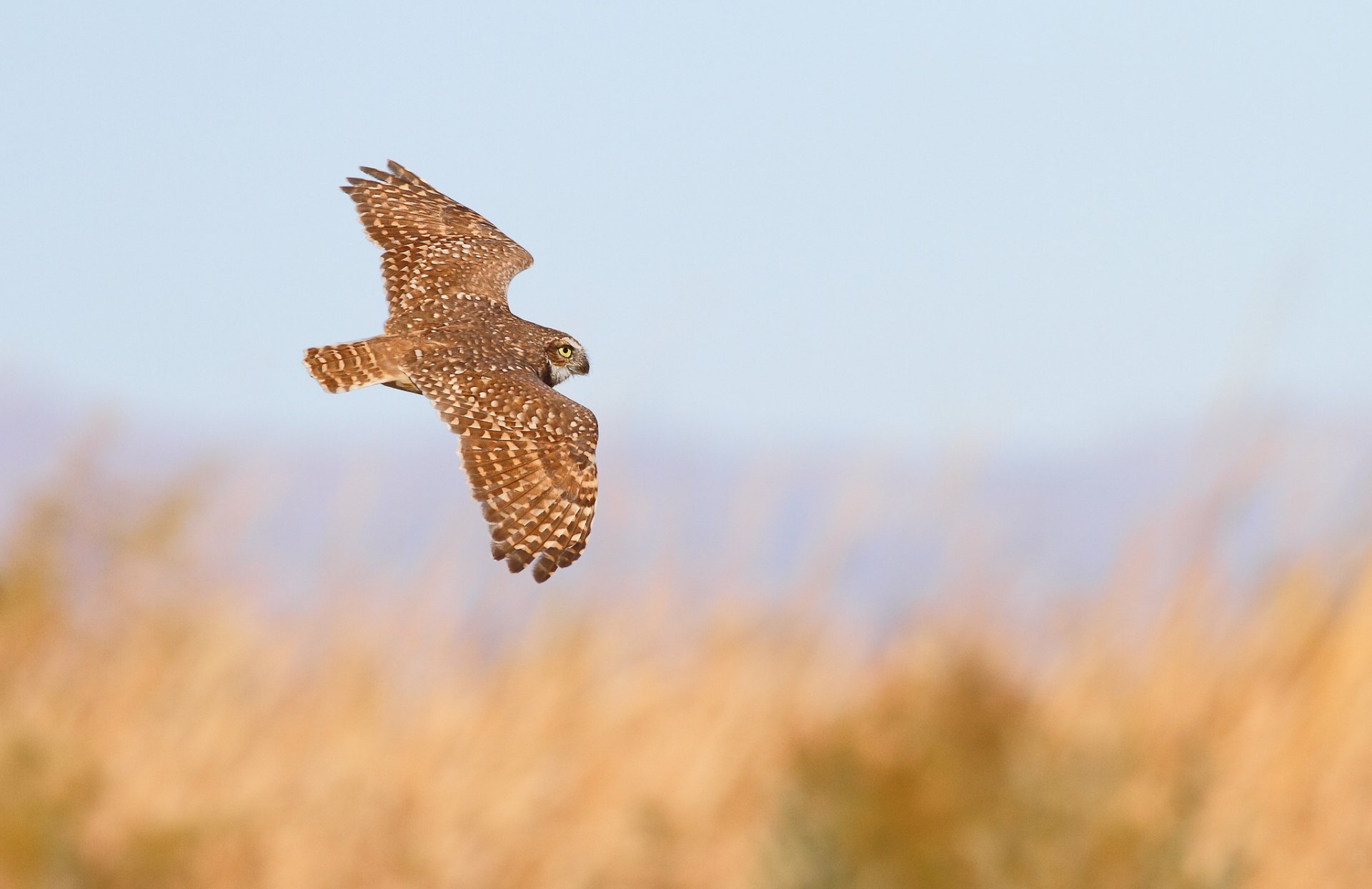 poultry owl flight wings swing