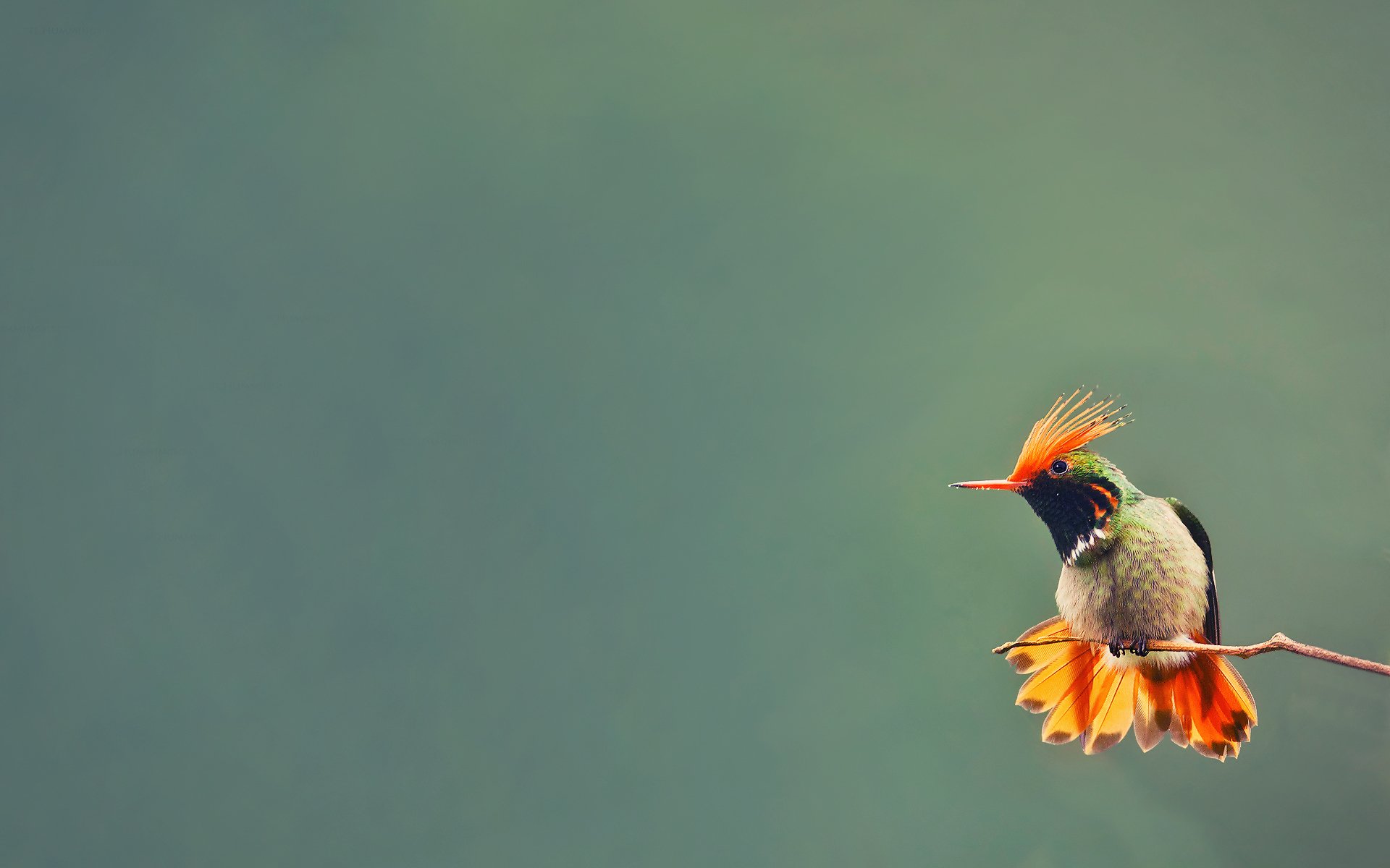 vogel kolibri zweig hintergrund