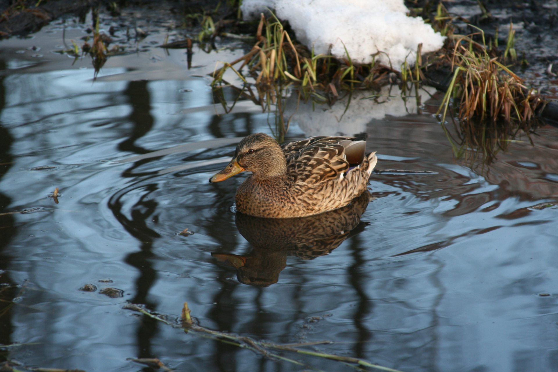 animals birds duck winter lake swimming