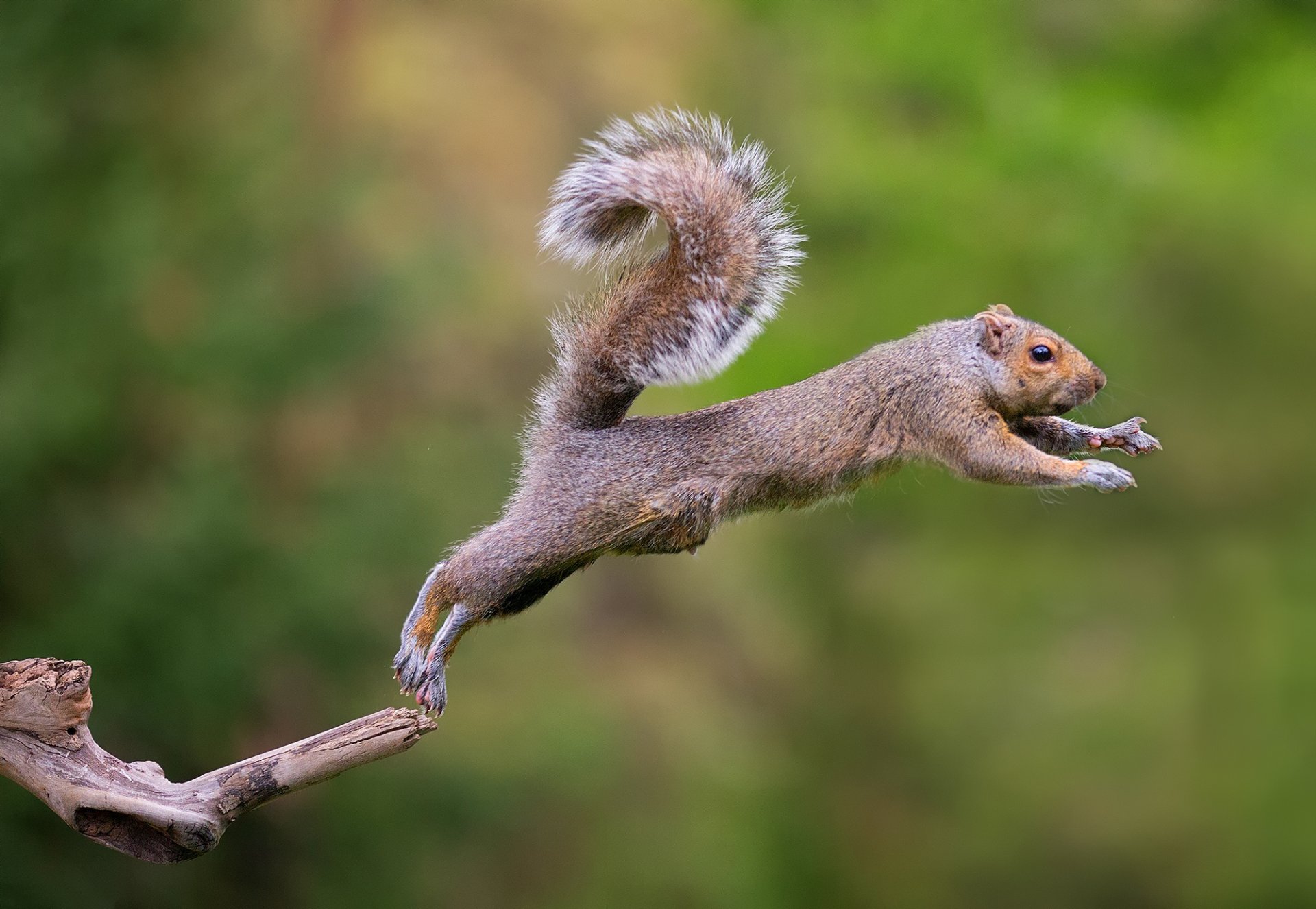 ardilla salto animales