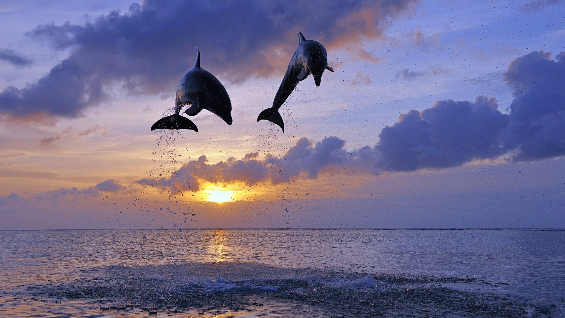 delfines mar sol salto