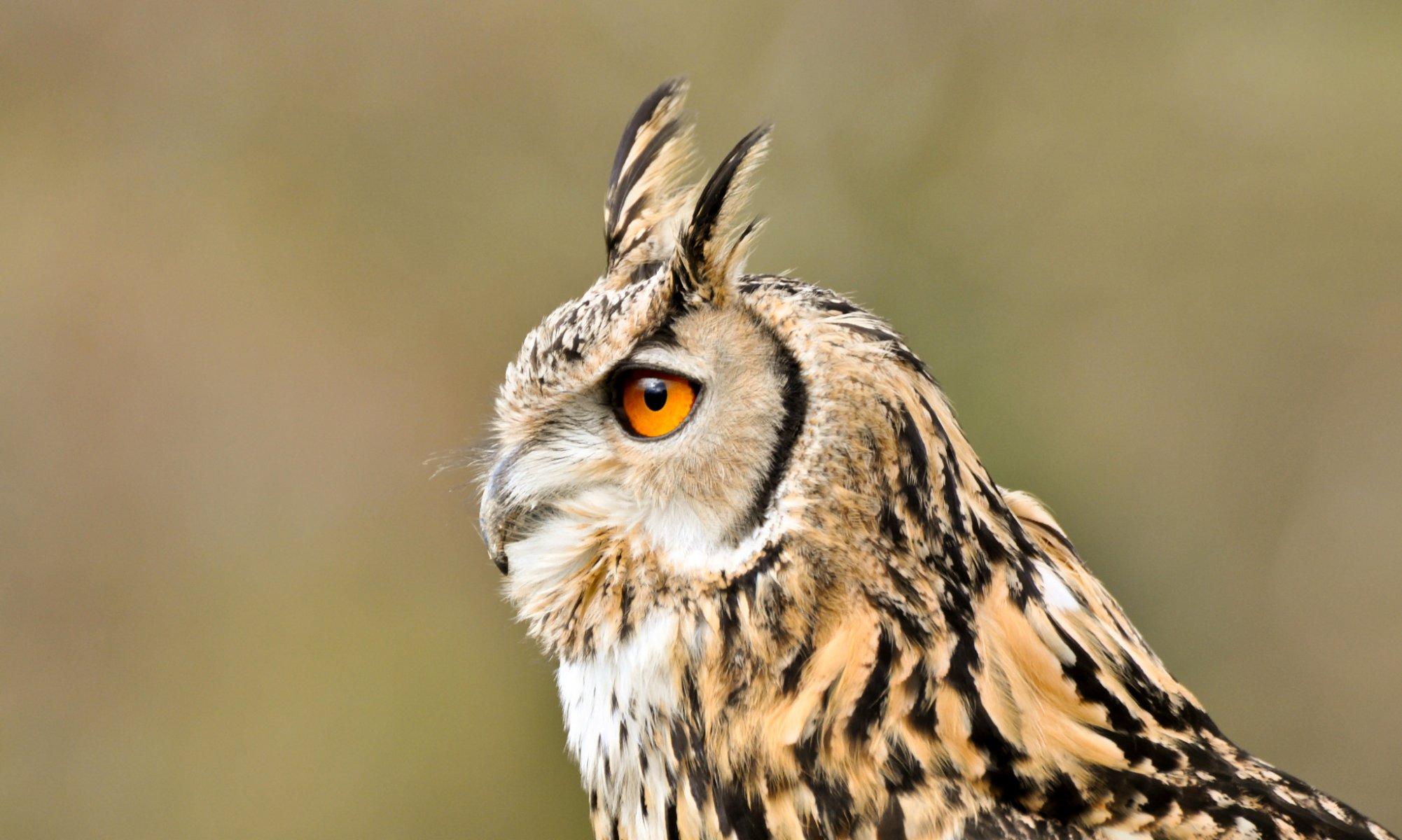 búho orejas largas pájaro perfil vista