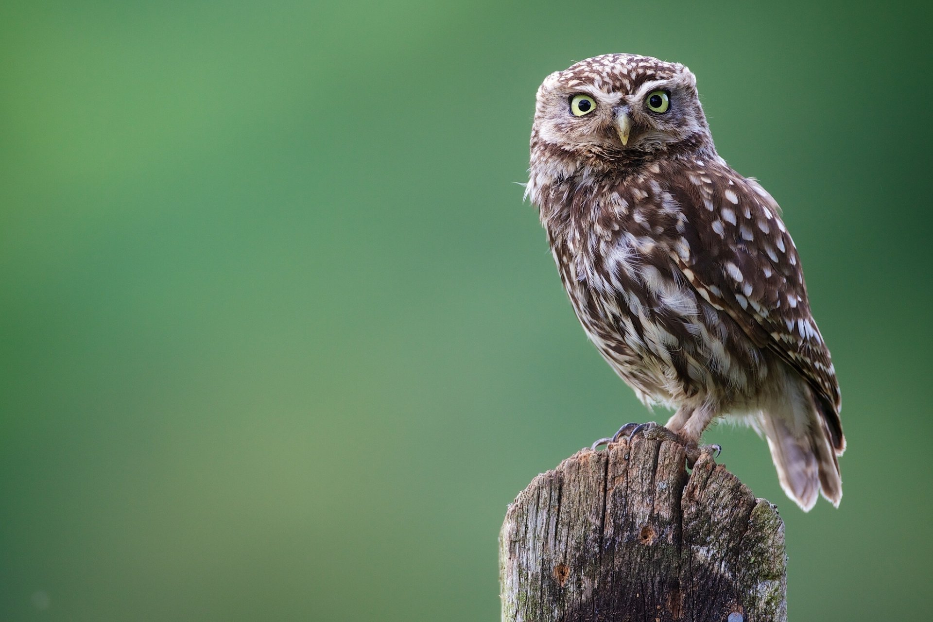 hibou hibou oiseau