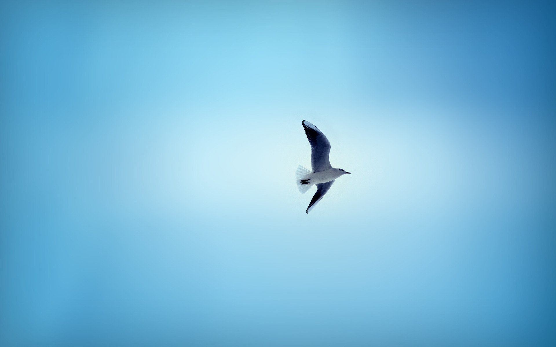 background blue sky poultry wing