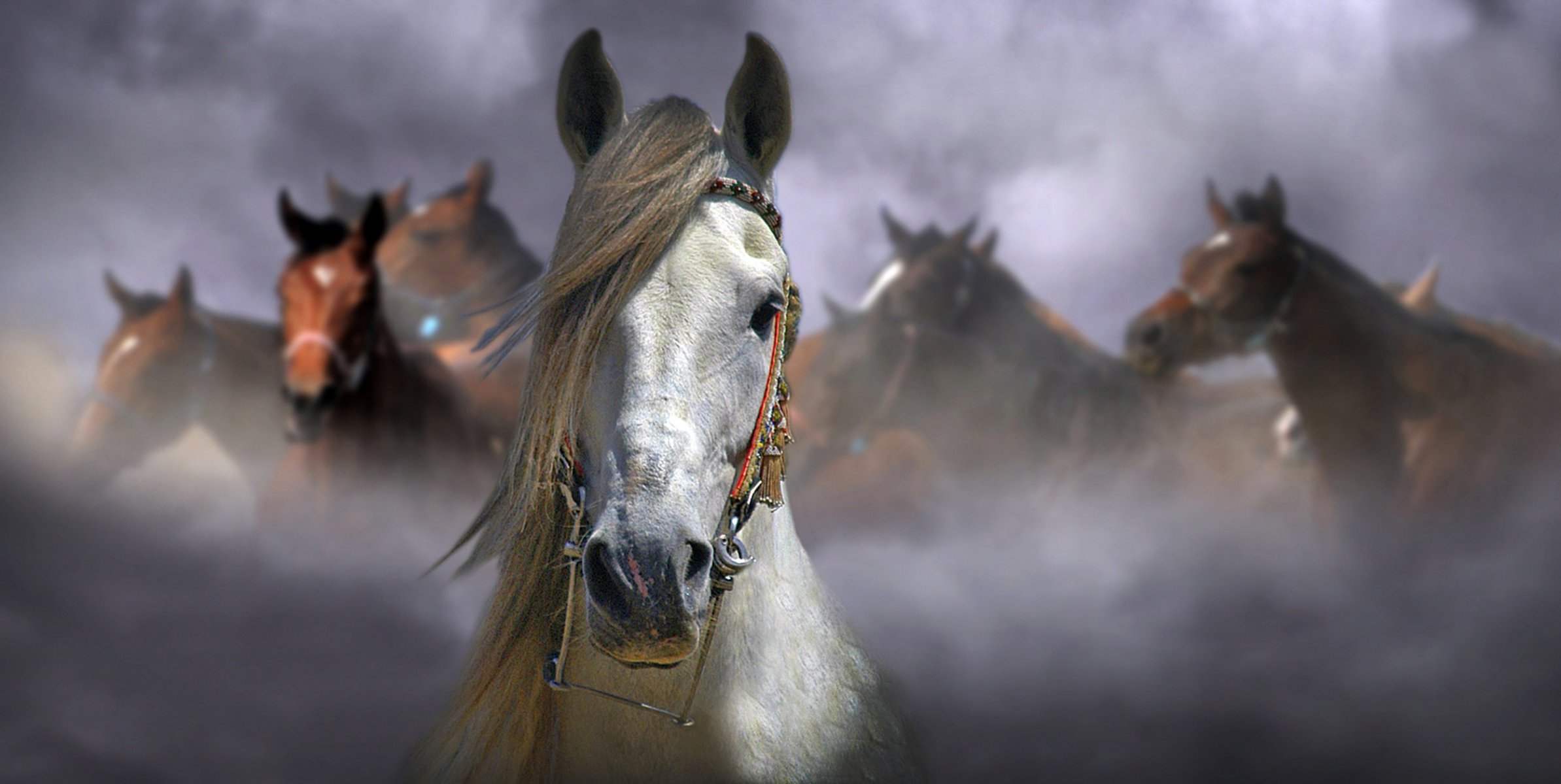 horse background blur