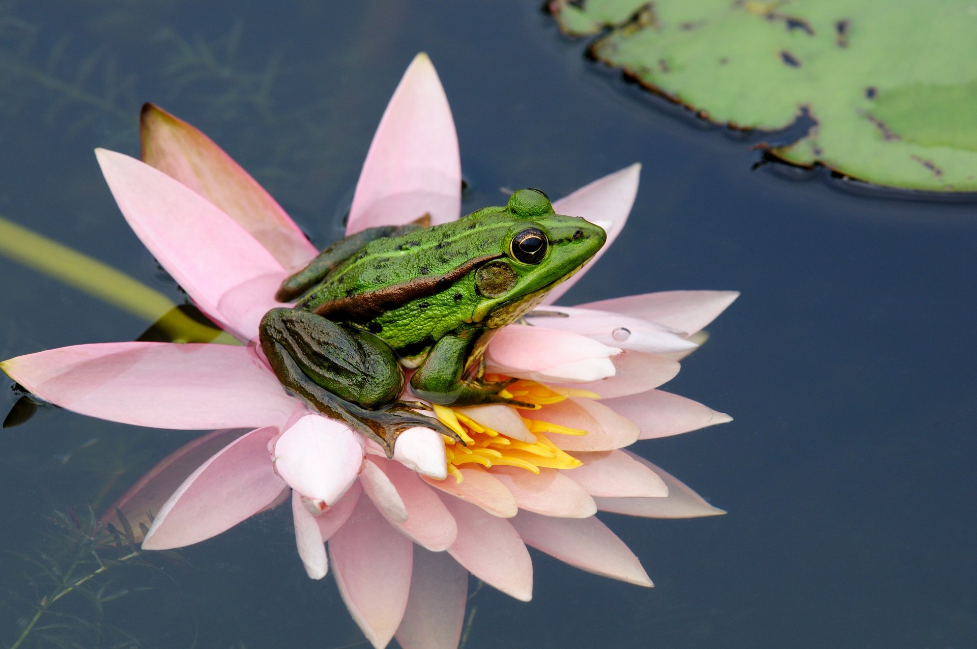 frog water flower sheet nature