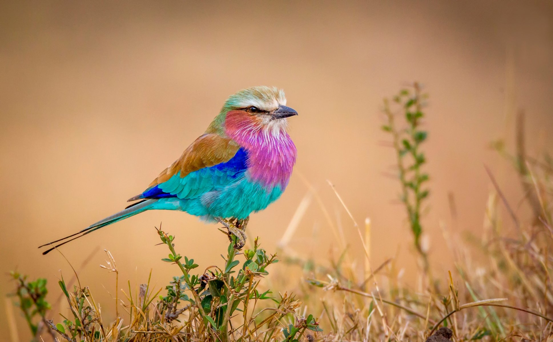 vol arc-en-ciel oiseau multicolore